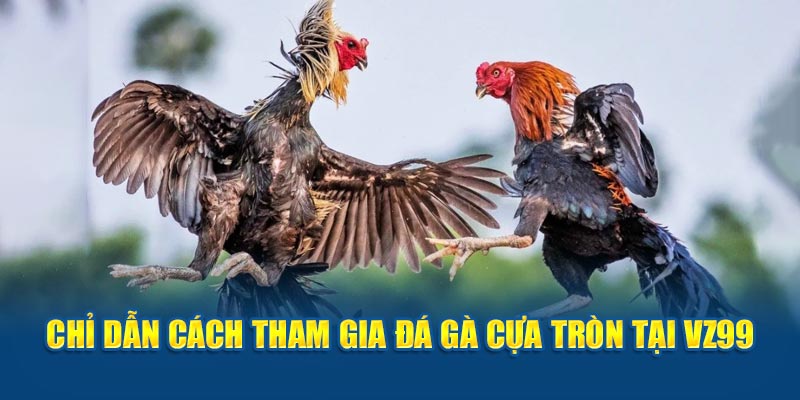 Đá gà cựa tròn- chỉ dẫn cách tham gia đá gà cựa tròn