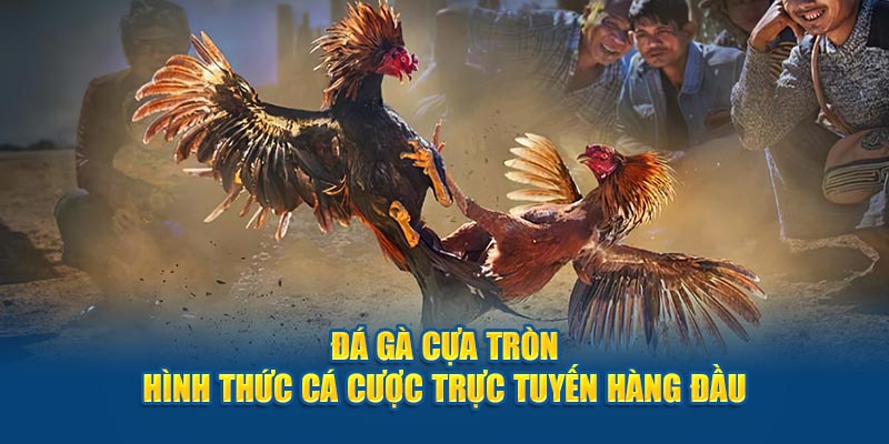 Đá gà cựa tròn- ava