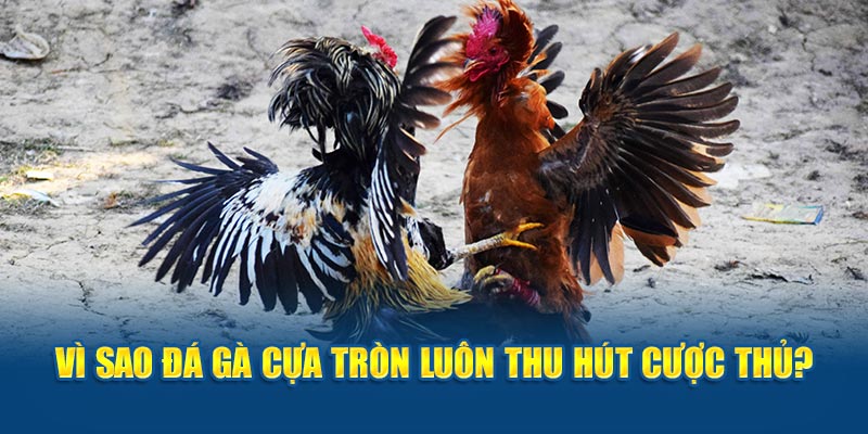 Đá gà cựa tròn- vì sao đá gà cựa tròn luôn thu hút